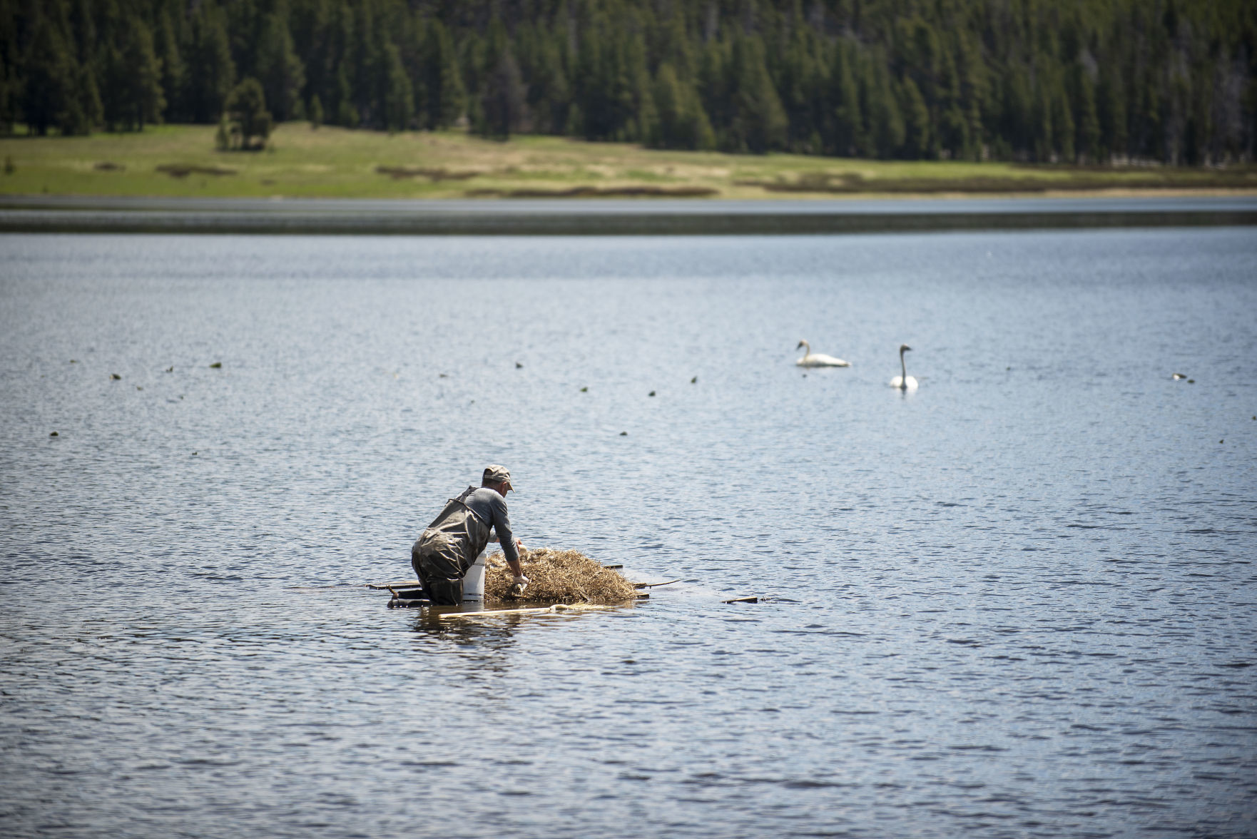 Yellowstone swans
